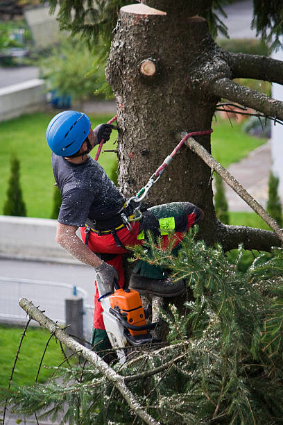 Best Tree Health Inspection  in Boulder, CO