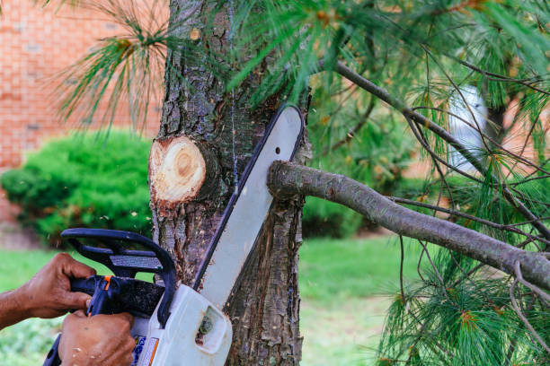 How Our Tree Care Process Works  in  Boulder, CO